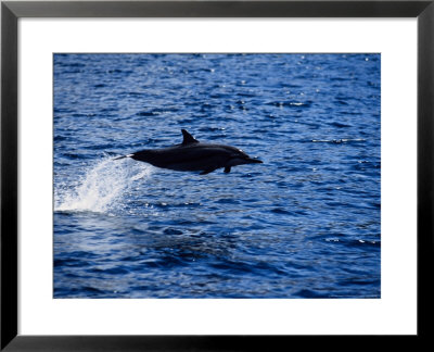 Long-Snouted Spinner Dolphin, Jumping, Brazil by Gerard Soury Pricing Limited Edition Print image