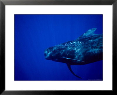 Short-Finned Pilot Whales, Tenerife, Spain by Gerard Soury Pricing Limited Edition Print image
