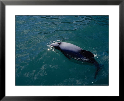Hectors Dolphins, Blowhole, New Zealand by Gerard Soury Pricing Limited Edition Print image
