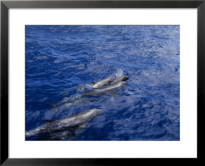 Melon-Headed Whale, With Calf, Polynesia by Gerard Soury Pricing Limited Edition Print image