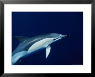 Short-Nosed Common Dolphin, Underwater, Portugal by Gerard Soury Pricing Limited Edition Print image