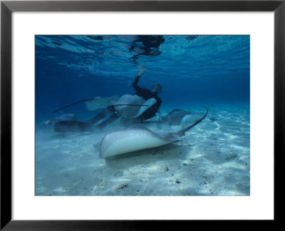 Hawai Sting Ray, With Diver, Polynesia by Gerard Soury Pricing Limited Edition Print image