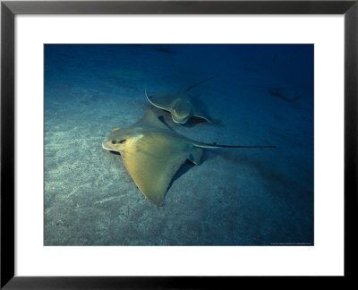 Blue Sting Ray, Tenerife, Spain by Gerard Soury Pricing Limited Edition Print image