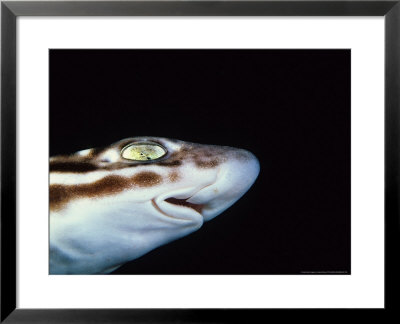 Marbled Catshark, Head And Eye, Indonesia by Gerard Soury Pricing Limited Edition Print image