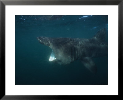 Basking Shark, Feeding On Plankton, Uk by Gerard Soury Pricing Limited Edition Print image