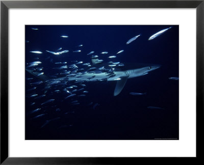 Blue Shark, With Sardines, Usa by Gerard Soury Pricing Limited Edition Print image