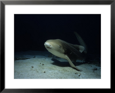 Zebra Shark, Swimming, Thailand by Gerard Soury Pricing Limited Edition Print image