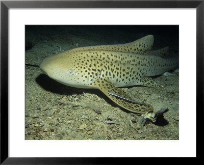 Zebra Shark, With Remora, Thailand by Gerard Soury Pricing Limited Edition Print image