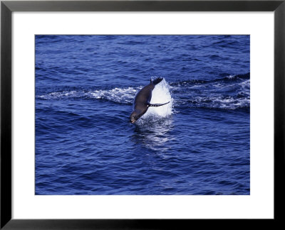 Californian Sea Lion, Sea Of Cortez, Baja California by Gerard Soury Pricing Limited Edition Print image