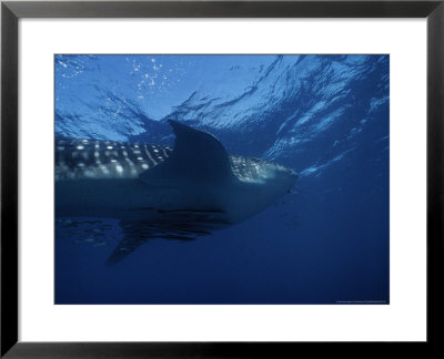 Whale Shark, With Pilot Fish, Australia by Gerard Soury Pricing Limited Edition Print image