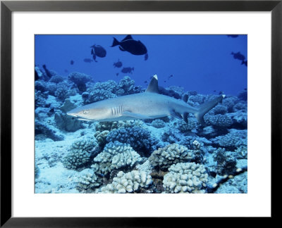 Whitetip Reef Shark, Swimming, Polynesia by Gerard Soury Pricing Limited Edition Print image