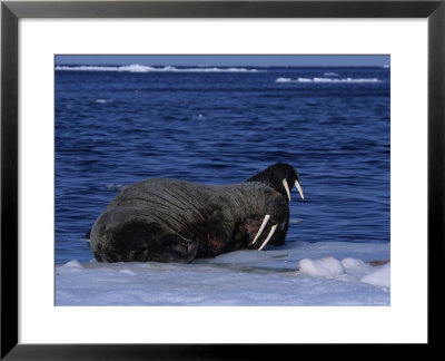 Walrus, Pair On Ice, Canada by Gerard Soury Pricing Limited Edition Print image