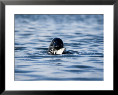 Grey Seal, Eating Fish, North Sea by Gerard Soury Pricing Limited Edition Print image
