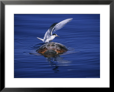 Loggerhead Turtle, With Tern On Back, Azores, Atlantic Ocean by Gerard Soury Pricing Limited Edition Print image