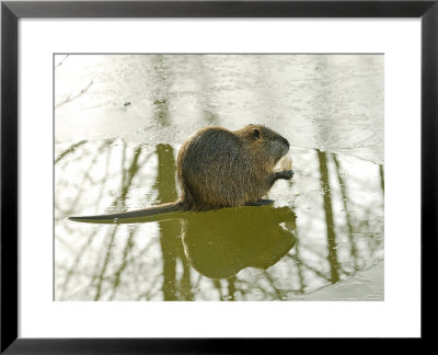 Coypu Or Nutria On Frozen River Feeding, France by Gerard Soury Pricing Limited Edition Print image
