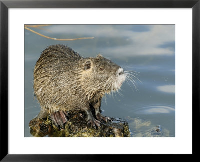 Coypu Or Nutria, Sitting On Rock, France by Gerard Soury Pricing Limited Edition Print image