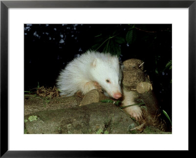 Badger, Uk by Les Stocker Pricing Limited Edition Print image