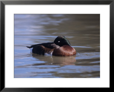 Baers Pochard, Male, Endangered by David Tipling Pricing Limited Edition Print image