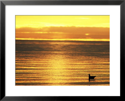 Gull And Sea At Dusk by David Tipling Pricing Limited Edition Print image