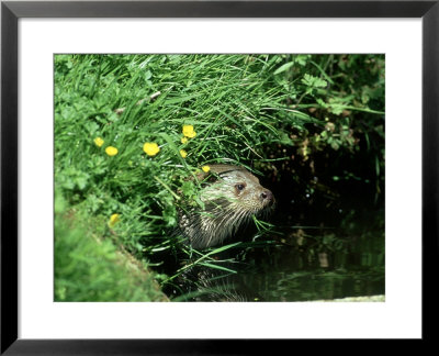 European Otter, Suffolk by David Tipling Pricing Limited Edition Print image