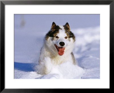 Husky Dog, Alaska by David Tipling Pricing Limited Edition Print image
