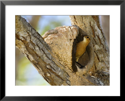Rufous Hornero, Bird Making Mud Nest In Fork Of Tree, Brazil by Roy Toft Pricing Limited Edition Print image