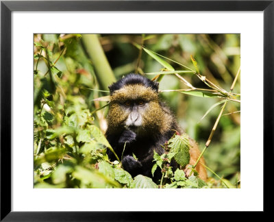 Golden Monkey, Feeding, Volcanoes National Park, Rwanda by Ariadne Van Zandbergen Pricing Limited Edition Print image