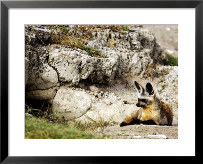 Bat-Eared Fox At Den, Tanzania by Ariadne Van Zandbergen Pricing Limited Edition Print image