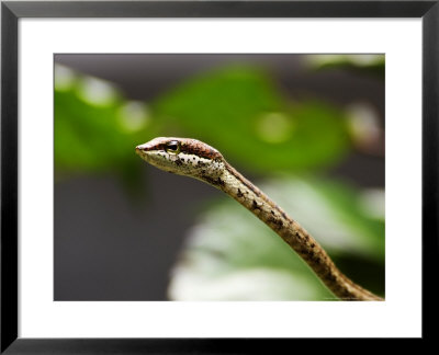 Savanna Vine Snake Or Savanna Twig Snake (Thelotornis Capensis), Zanzibar by Ariadne Van Zandbergen Pricing Limited Edition Print image