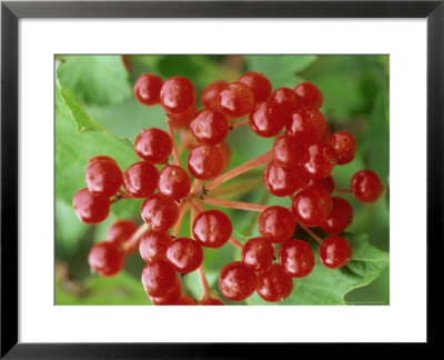 Guelder Rose, Berries, Sussex, Uk by Ian West Pricing Limited Edition Print image