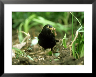 Blackbird, With Worm, Uk by Ian West Pricing Limited Edition Print image