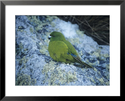 Antipodus Parakeet, Antipodes Islands by Kim Westerskov Pricing Limited Edition Print image