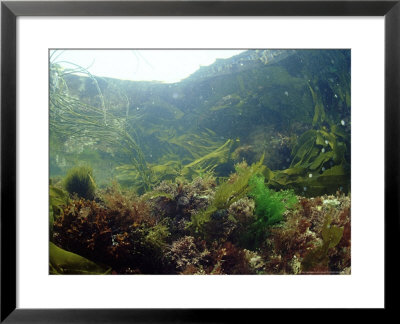 Sea Weeds In Rock Pool, Uk by Mark Webster Pricing Limited Edition Print image