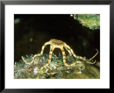 Brittle Star, St. Johns Reef, Red Sea by Mark Webster Pricing Limited Edition Print image
