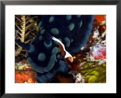 Imperial Shrimp, Riding On Nudibranch, Indonesia by Mark Webster Pricing Limited Edition Print image