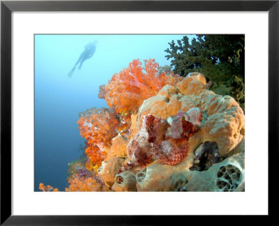 Bearded Scorpion Fish On Coral, Indonesia by Mark Webster Pricing Limited Edition Print image