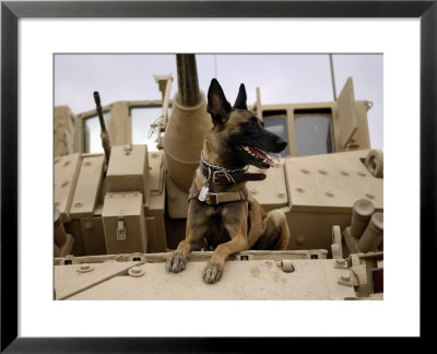 Us Air Force Military Working Dog Sits On A Us Army M2a3 Bradley Fighting Vehicle by Stocktrek Images Pricing Limited Edition Print image