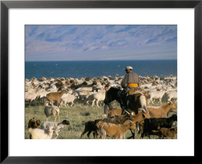 Rounding Up Flocks, Uureg Nuur Lake, Uvs, Mongolia, Central Asia by Bruno Morandi Pricing Limited Edition Print image