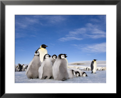 Emperor Penguin (Aptenodytes Forsteri) And Chicks, Snow Hill Island, Weddell Sea, Antarctica by Thorsten Milse Pricing Limited Edition Print image