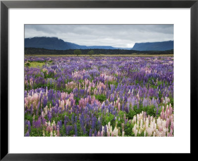 Blooming Lupine Near Town Of Teanua, South Island, New Zealand by Dennis Flaherty Pricing Limited Edition Print image