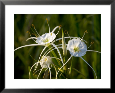 Spider Lily On Edge Of Pond Near Cuero, Texas, Usa by Darrell Gulin Pricing Limited Edition Print image