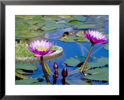 Water Lilies With Blooms, Caribbean by Greg Johnston Pricing Limited Edition Print image