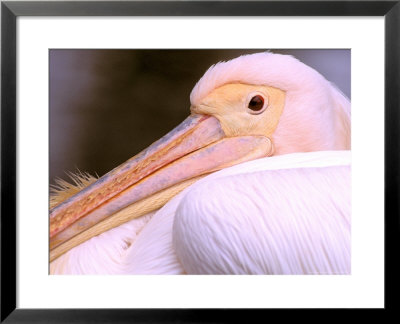 Pink-Backed Pelican, Delta Dunarii, Romania by Gavriel Jecan Pricing Limited Edition Print image