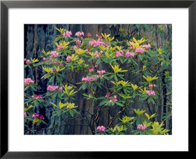 Redwood Trees And Rhodies In Bloom, Redwoods National Park, California, Usa by Terry Eggers Pricing Limited Edition Print image