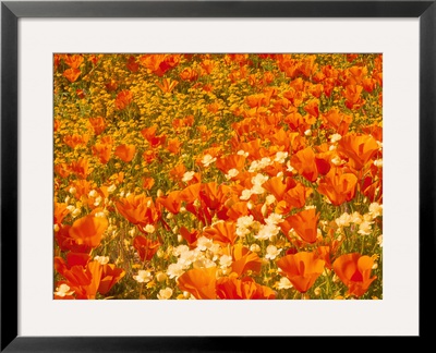 Poppies And Cream Cups, Antelope Valley, California, Usa by Terry Eggers Pricing Limited Edition Print image