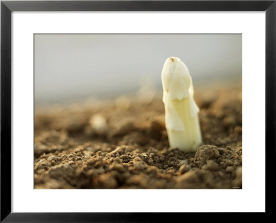 A White Asparagus Tip by Jost Hiller Pricing Limited Edition Print image