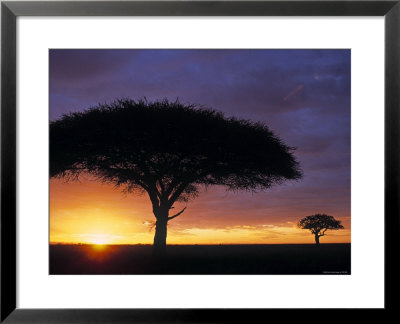 Acacia Tree At Sunrise, Serengeti National Park, Tanzania by Paul Joynson-Hicks Pricing Limited Edition Print image