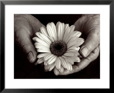 Daisy Cupped In Tired Hands by Stefanie Schneider Pricing Limited Edition Print image