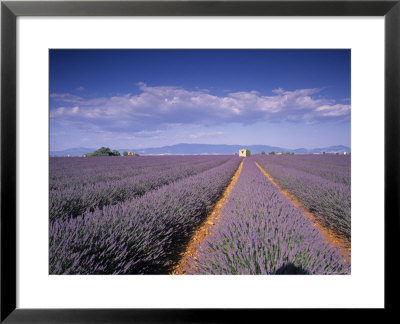 Lavender Fields, Provence, France by Jon Arnold Pricing Limited Edition Print image