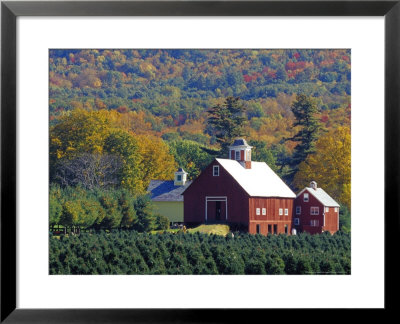 Christmas Tree Farm Near Springfield In Autumn, Vermont, Usa by Julie Eggers Pricing Limited Edition Print image